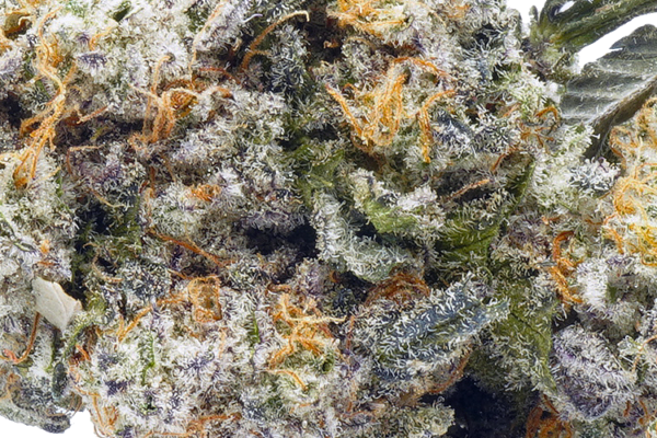 Strawberry Cough strain