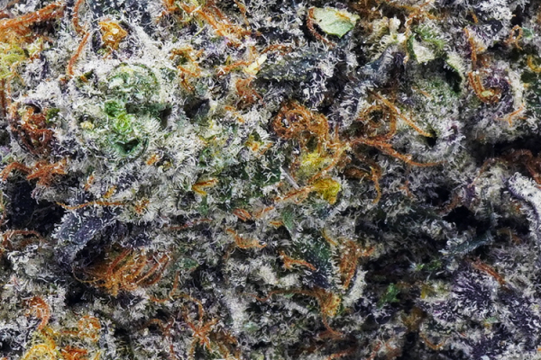 Purple Monkey Balls strain