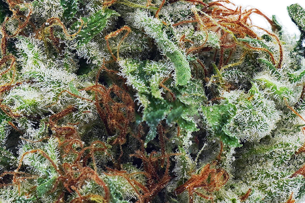 Tahoe OG strain